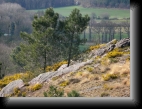 Tréhorenteuc (56), le 24 mars 2009
Sur les hauteurs du Val Sans Retour, en pays de
Brocéliande.