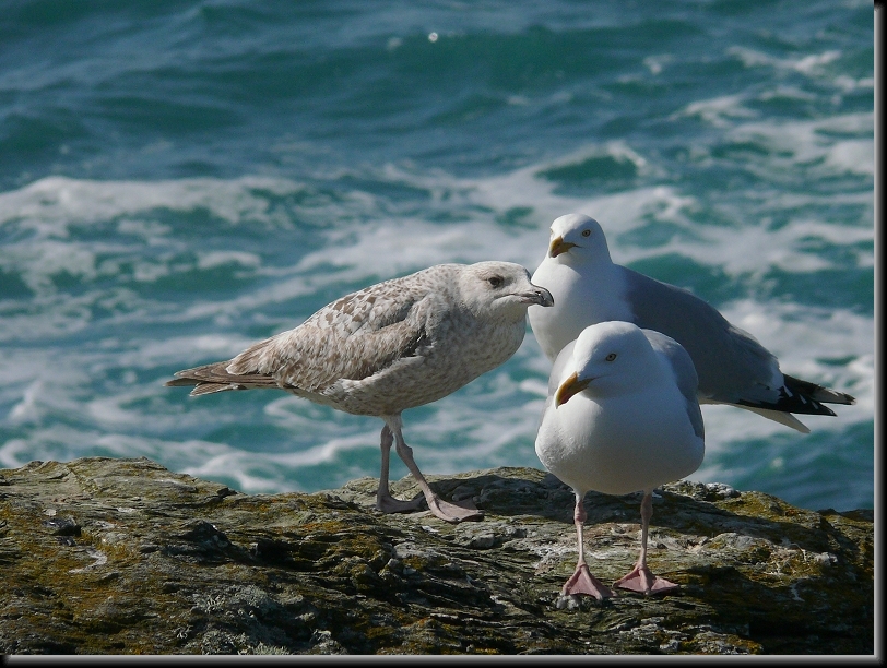 Diapositive suivante