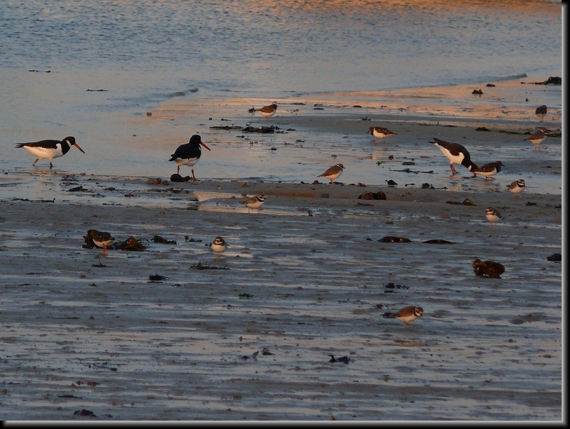 Diapositive suivante