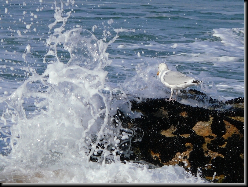 Diapositive suivante