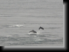Pointe de Kermorvan (Le Conquet), le 20 sept. 2005
Dauphins s'amusant dans le fort courant.