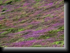 Presqu'île de Crozon, le 15 juil. 2006
Tapis de bruyère en fleur...