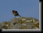 Carnac (56), le 10 nov. 2006
Posant fièrement sur son menhir, ce rouge-gorge inspire
spontanément de la sympathie.
