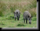 Ménez-Meur (Monts d'Arrée), le 12 juillet 2009
De jeunes sangliers vaquent à leurs occupations...
